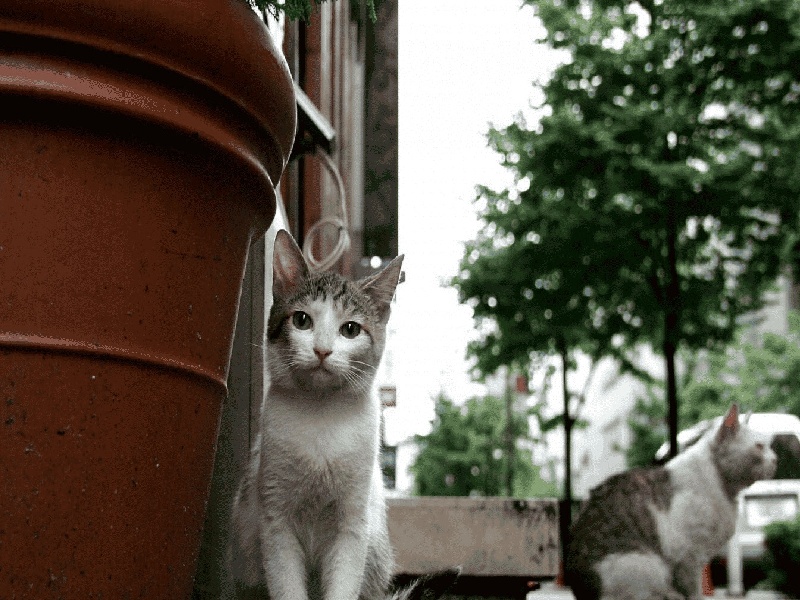 试管后肚子胖（人工授精的费用多少）