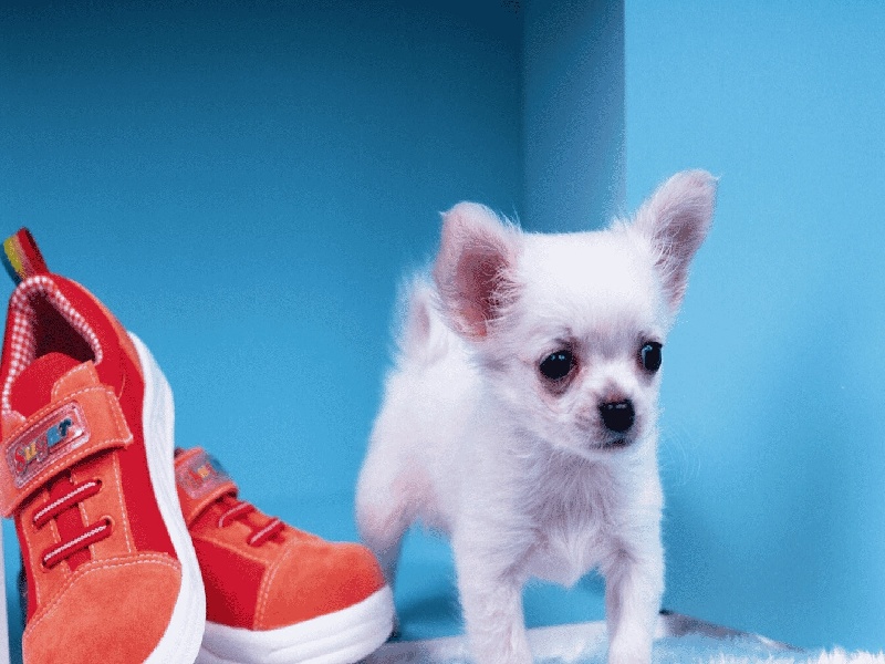 <strong>试管后44天（高龄试管方案pps）</strong>