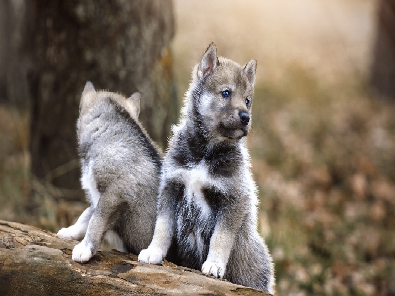 上海试管十万包成（如何拼装试管巢）